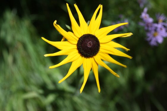 The festive pinwheel of a Black-Eyed Susan celebrates by the stream.